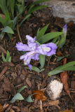 Iris cristata RCP4-2012 35.JPG